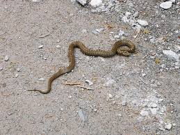 I almost ran over an aspis viper (Vipera aspis) with my bike, dude was  chill and pretty sleepy but stood his ground; I let him mind his business  after a few quick