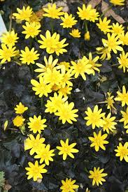 Image result for Whitfieldia brazzae