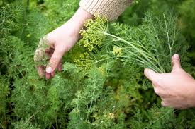 Image result for Dill