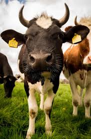 1080p Hd Farm Animal Wallpaper High Quality Desktop Iphone And Android Background And Wallpaper Animals Wallpaper Cow Photos Animal Wallpaper Cow Pictures