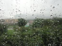 Plants marked with an * are more tolerant of very wet or periodically flooded conditions. Water Rain Drops Damp Wet City Rainy Raining Drop Of Rain Drops Of Rain Drop Of Water Pikist