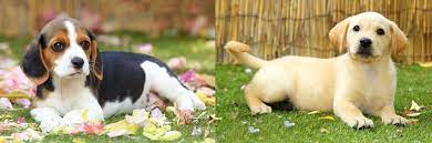 Home Mount Lawley Pets And Puppies
