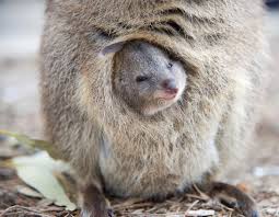 Smiling Baby Quokka Closeup Of Wild Baby Quokka Nestled In It S Mother S Pouch Aff Wild Baby Quokka Closeup Smil Quokka Quokka Baby Happy Animals