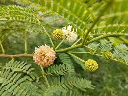 Image result for Leucaena leucocephala