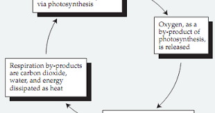We did not find results for: Plant Life Energy Flow In Plant Cells