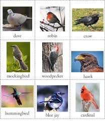 Bird Books For Kids Nature Study Free Printable Bird Book R E A L World Learners Bird Book Bird Watching Journal Bird Unit Study