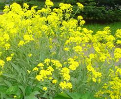Perennials, annuals, herbs, vines, and vegetables deer avoid. 15 Deer Resistant Plants Finegardening