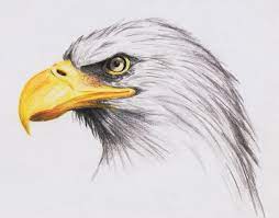Pin On Animal Drawings