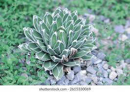 Image result for Agavaceae