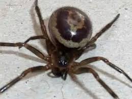 The nobel false widow spider has made its presence in ireland known after reports emerged that two waterford women had been hospitalised after being the nobel false widow spider bears a strong resemblance to the black widow, but they are very different. Woman In Hospital For Six Days With Painful Blisters After False Widow Spider Bite Mirror Online