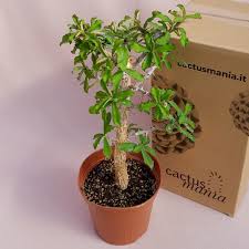 Image result for Monadenium rugosum
