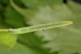 Image result for Eupithecia actaeata