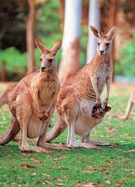 Check spelling or type a new query. Six Unique Animals Of Australia Australia Animals Unique Animals Australian Animals