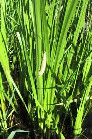 Image result for Calamus deerratus