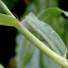 Image result for Digitaria sacculata