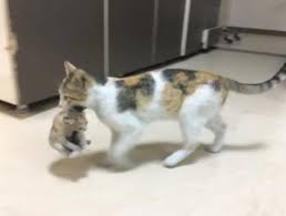 Cat Carries Her Sick Kitten Into A E To Be Treated By Doctors Metro News In 2020 Sick Kitten Cats Stray Cat