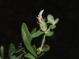 Image result for Blepharis stuhlmannii