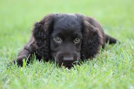 They are eager to please, friendly, and incredibly affectionate. Palmetto Boykin Spaniels Home Facebook