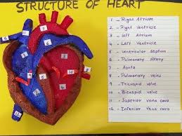 91 Human Heart 3d Model School Science Project Model For Students The4pillars School Science Projects Science Project Models Human Body Science Projects