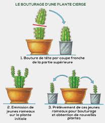 Sachez tout d'abord qu'il existe 5 grands types morphologiques de cactus (primitifs, oponces, colonnaires, globuleux et épiphytes à tiges. Reussir Les Boutures De Cactus Etapes Conseils Et Methodes
