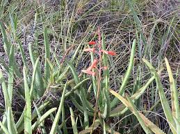 Image result for Aloe rulkensii