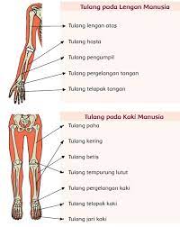 Alat Gerak Dan Fungsinya Pada Hewan Dan Manusia Serta Cara Memelihara Kesehatan Alat Gerak Manusia Sd Kelas 5 Rangkuman Free Audiobuku Pendidikan