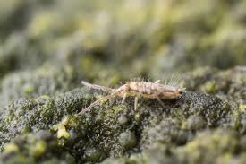 You don't need to you need to replace the moisture in those tiny wood cells with something thats not effected by the weather. Springtail Control And Treatments For The Home Yard And Garden