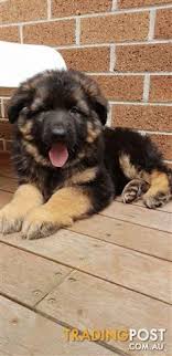 Get a boxer, husky, german shepherd pure bred long coat german shepherds, mother is a long coat sable and father is black and orange. Purebred Long Coat German Shepherd Puppies