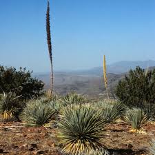 Image result for Spermacoce deserti