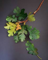 Flowering cherry autumnallis (prunus subhirtella autumnallis) sold out. More Green Valley Oak Branch In Progress Thanks Sarah Flowersofvisalia California Has Some Of T How To Make Paper Flowers Oak Tree Tattoo Paper Leaves