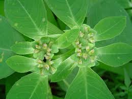 Image result for Euphorbia heterophylla