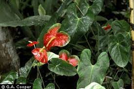 Plants Profile For Anthurium Andraeanum Flamingo Lily