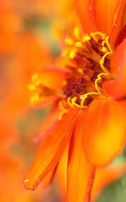 Beautifull Orange Flowers Wallpapers Download Beautiful Flowers Desktop Wallpapers Hd And Flowers Flower Desktop Wallpaper Flower Wallpaper Beautiful Flowers