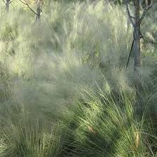 Image result for Agrostis products