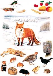 Forderverein Fuchs Rotfuchs Roter Fuchs