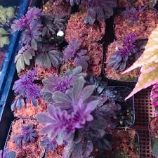 Image result for Solanum torreanum