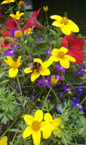 You can use water collected in a water butt. Summer Bedding For People And Pollinators All Ireland Pollinator Plan
