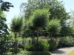 Bäumchen wiederum struktur und schöne hingucker. Silber Weide Kopfweide Salix Alba Baumschule Horstmann
