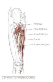 The femoral head is the distal (upper) end of the femur that inserts into the acetabulum of the hip the posterior tibial tendon arises from the calf muscle. How To Really Squeeze The Inner Thighs For The Best Inner Thigh Toning Exercises Ever Pilates Studio Classes Nyc Pilates On Fifth In Midtown New York City