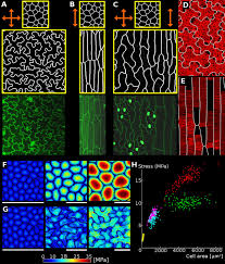 Maybe you would like to learn more about one of these? Why Plants Make Puzzle Cells And How Their Shape Emerges Elife