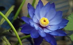 Click Here To Read All About The Blue Lotus Flower Also Known As Egyptian Dream Flower Its Meaning Symboli In 2020 Blue Lotus Flower Blue Lotus Lotus Flower Meaning