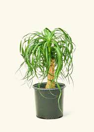 Image result for Beaucarnea recurvata
