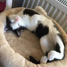Minikatz Jimmy Macht Mittagsschlafchen Sieht Er Nicht Total Entspannt Aus Da Wurde Ich Mich Jetzt Am Liebsten Dazulegen Aber Dami Cute Cats Cats Animals