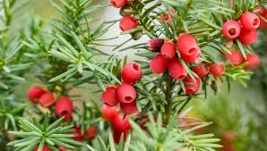 Image result for z p%u0159ednice jedovat 