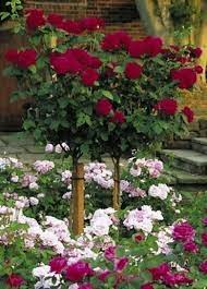 Roses 11 Sensational Varieties To Consider Rose Trees Standard Roses Container Roses
