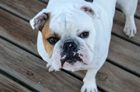 Crusty Nose Be Gone Insight And Tips About Dogs Dry Crusty Noses Eye Envy Inc