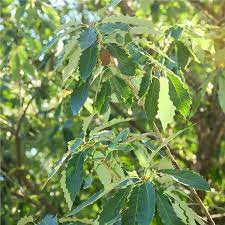 Unlike most white oaks, it is tolerant of alkaline soil and needs a ph >7. Chinkapin Oak Tree On The Tree Guide At Arborday Org