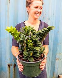 This zz plant is mature with roots which fill the 6 inch panterra pot. Dwarf Zz Plant Zamioculcas Zamiifolia Zenzi Plantvine