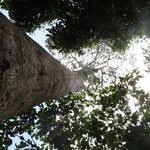 Image result for Tessmannia