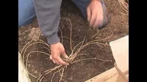 Asparagus and strawberries are natural companions. Planting Asparagus And Strawberries Youtube